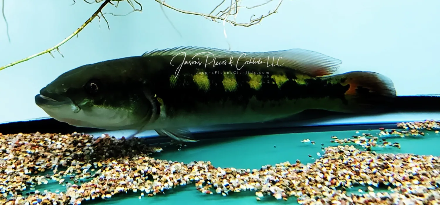 Marbled Pike Cichlid - (Lugibria marmorata)