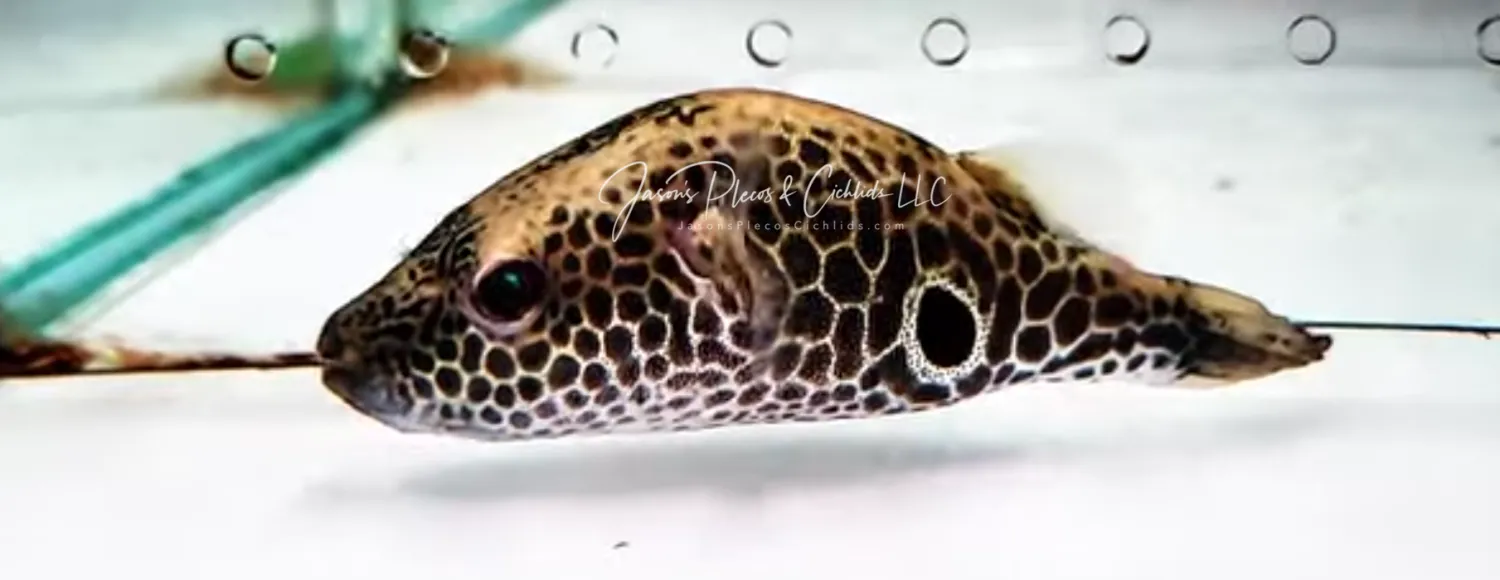 Thai Puffer - (Pao barbatus)