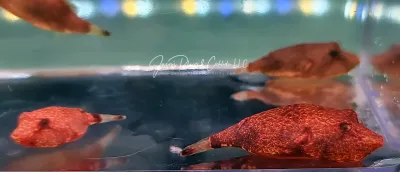 Potato Puffer - (Tetraodon miurus)