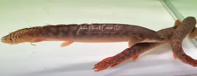 Palmas Bichir/Marbled Bichir - (Polypterus palmas)