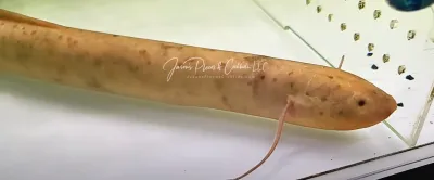 Slender lungfish - (Protopterus dolloi) Albino