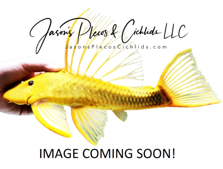 Pleco Ceramics Green Dragon Longfin - (Ancistrus sp.)