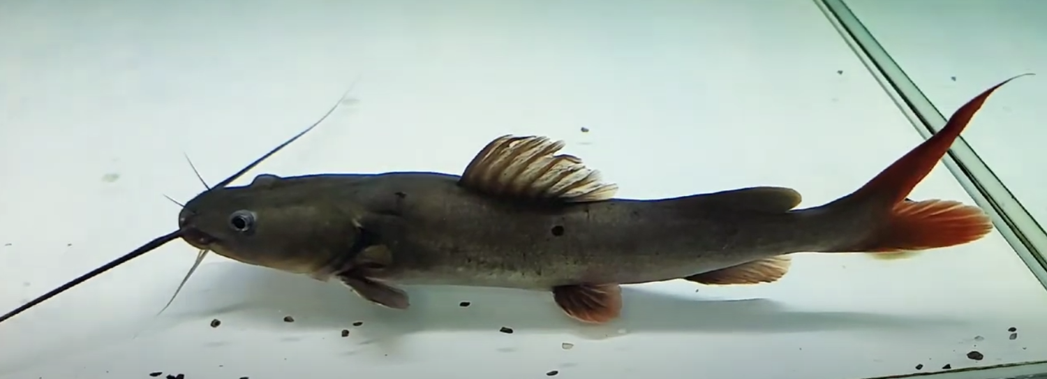 Asian Redtail Catfish - (Hemibagrus nemurus)