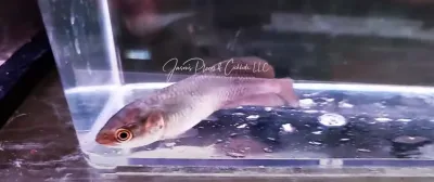 African Arowana - (Heterotis niloticus)