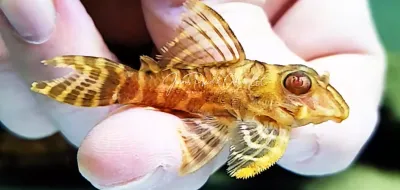 Pleco Ceramics L333 Albino King Tiger Pleco - (Hypancistrus Seideli)
