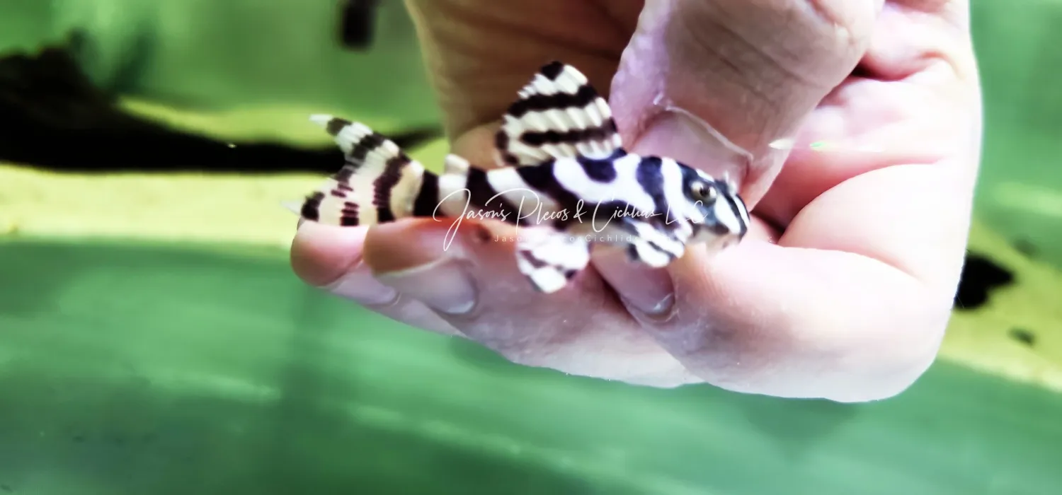 Pleco Ceramics L333 Grade A King Tiger - (Hypancistrus Seideli)
