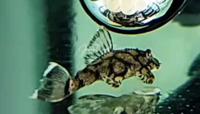 Pleco Ceramics L519 Honeycomb Bristlenose - (Ancistrus sp.)
