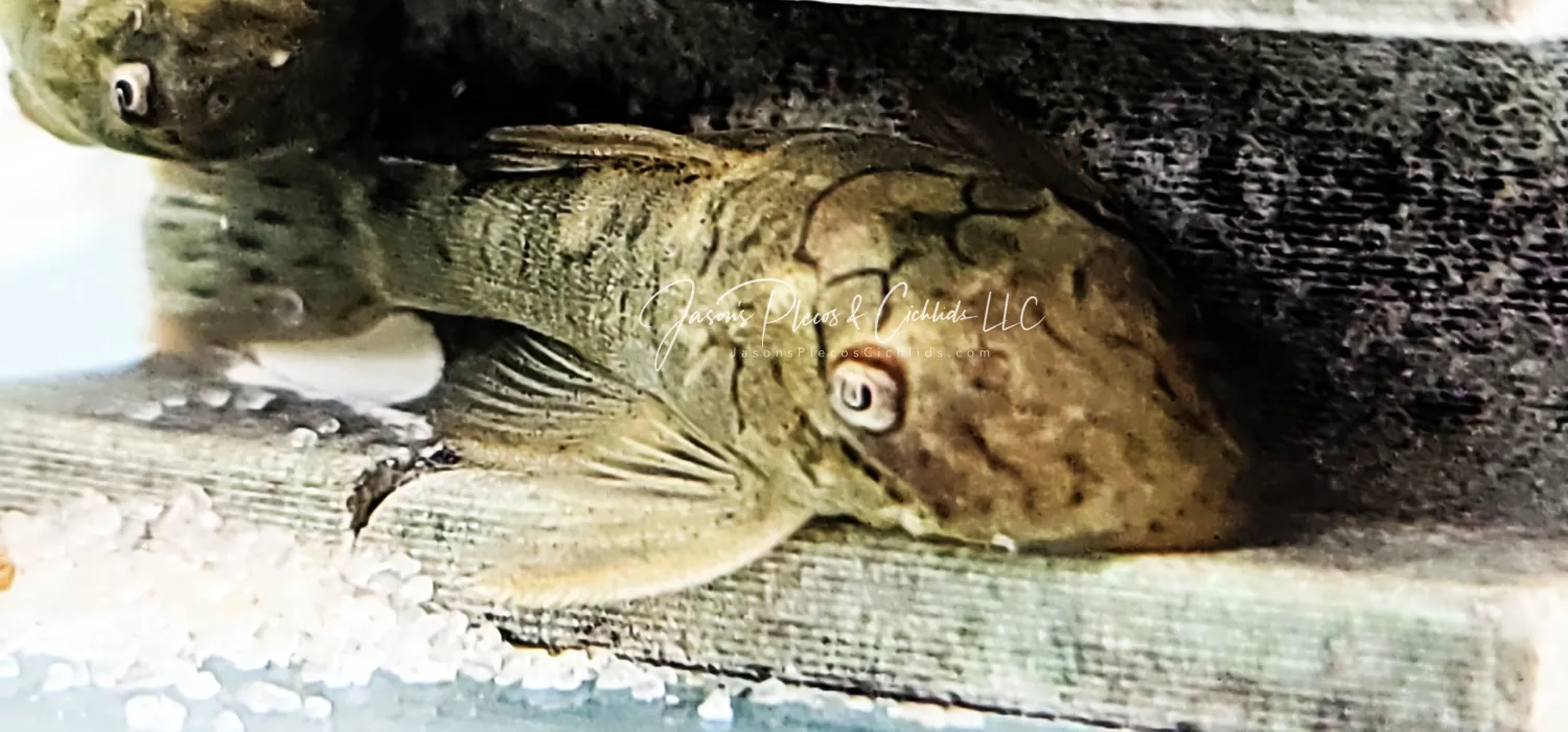 Pleco Ceramics L159 Labyrinth Bristlenose - (Ancistrus luzia)