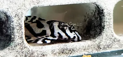 Pleco Ceramics L236 Super White - (Hypancistrus sp.)