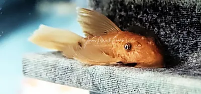 Pleco Ceramics Super Red Longfin - (Ancistrus sp.)