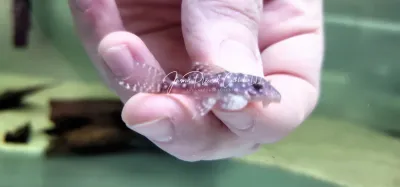 Pleco Ceramics L136B Angelicus - (Hypancistrus sp.)