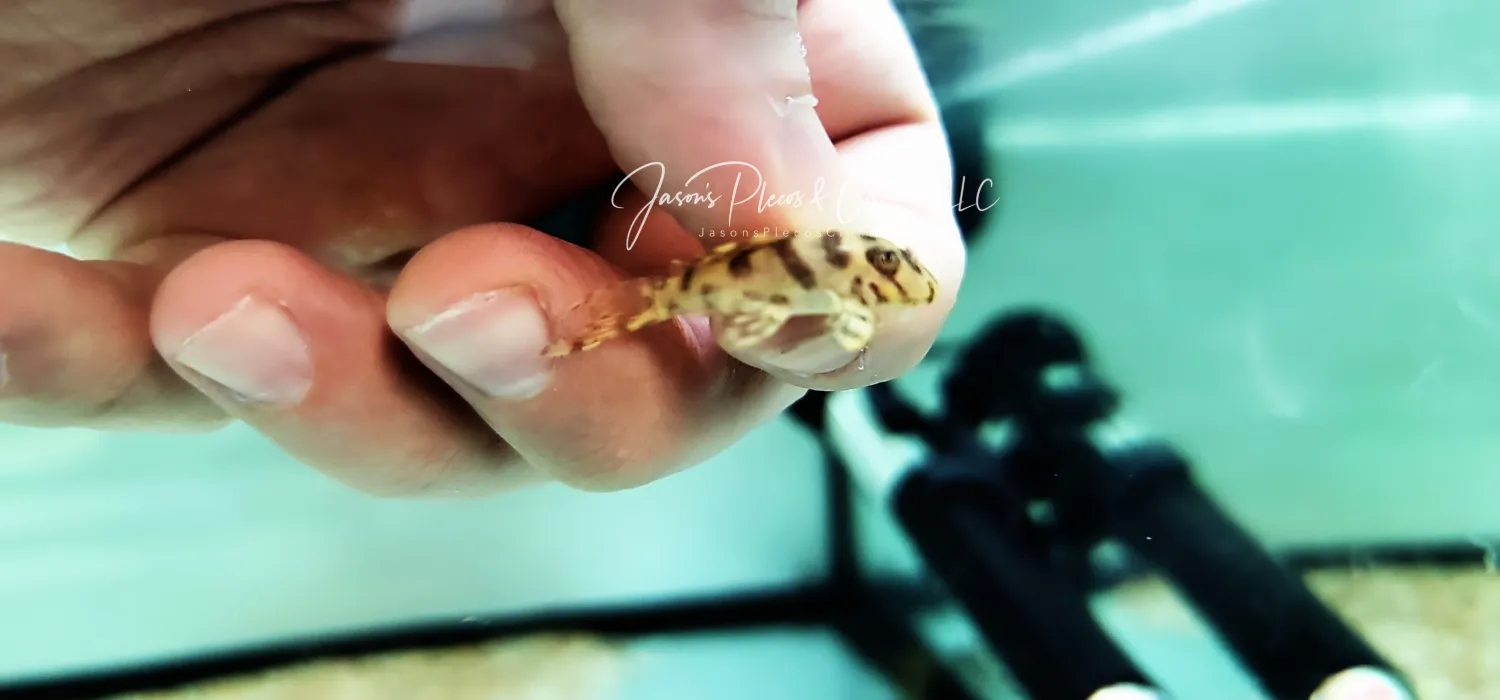 Pleco Ceramics L236 Super Yellow - (Hypancistrus sp.)