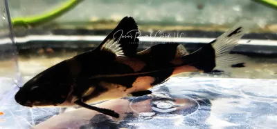 Harlequin Lancer Catfish - (Bagroides melapterus)
