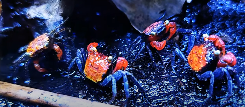 Freshwater Crabs