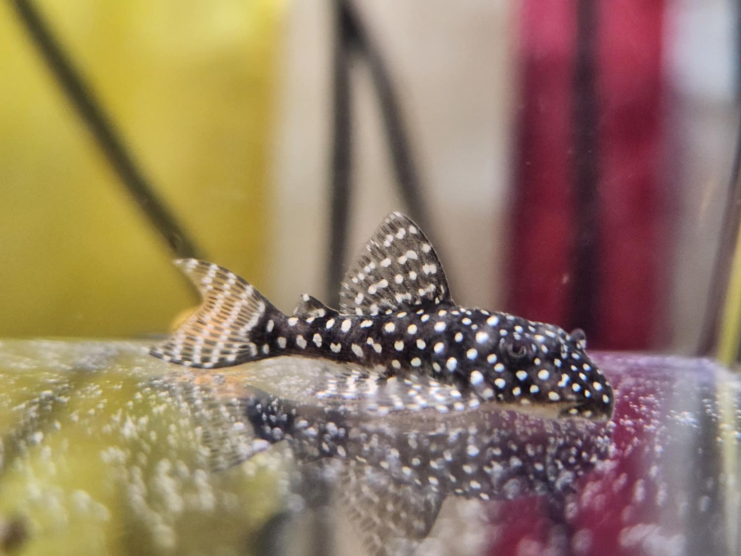 Pleco Ceramics L181 Peppermint Pleco - (Ancistrus sp.)