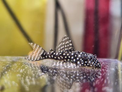 Pleco Ceramics L181 Peppermint Pleco - (Ancistrus sp.)
