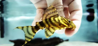 L398 Tanke Tiger Pleco - (Panaqolus tankei)