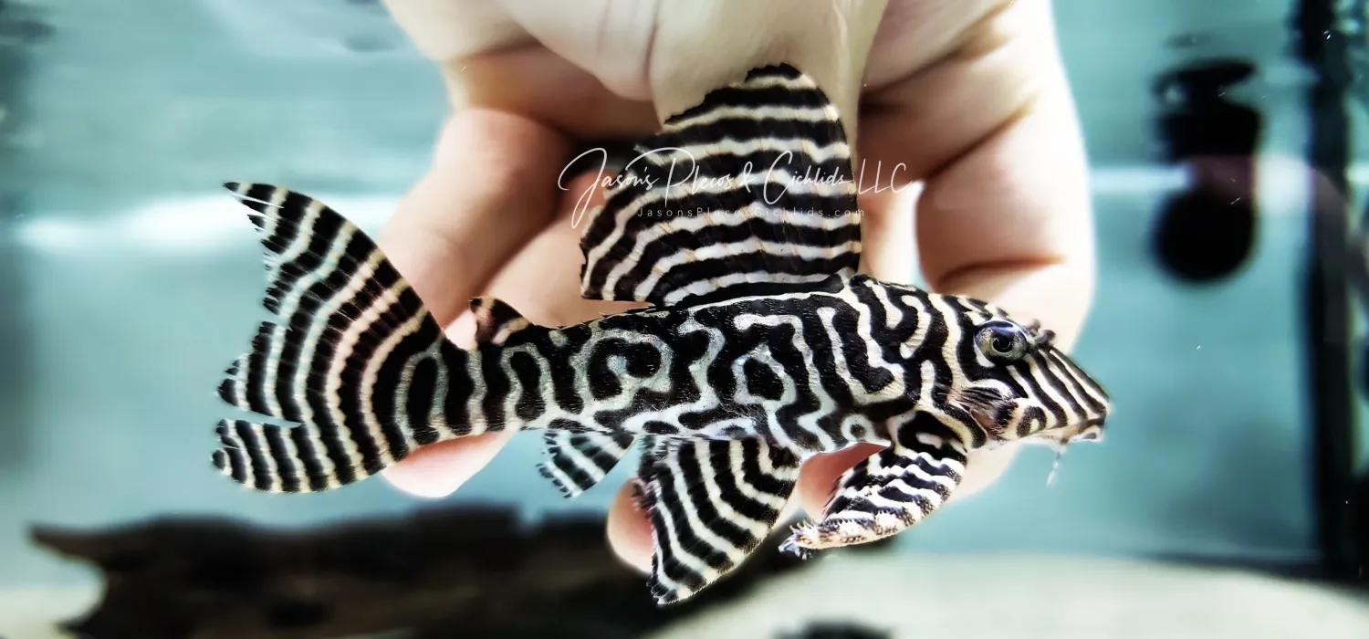 L333 King Tiger Pleco/Maze Zebra Pleco - (Hypancistrus Seideli)