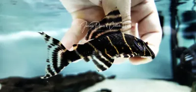 L204 Flash Pleco - (Panaqolus albivermis)