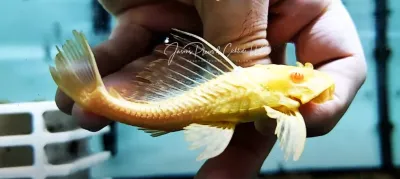 L165 Sail Fin Pleco - (Pterygoplichthys gibbiceps) Albino