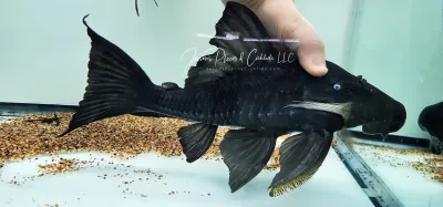 Blue Eyed Royal Pleco - (Panaque cochliodon)