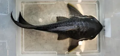 Blue Eyed Royal Pleco - (Panaque cochliodon)