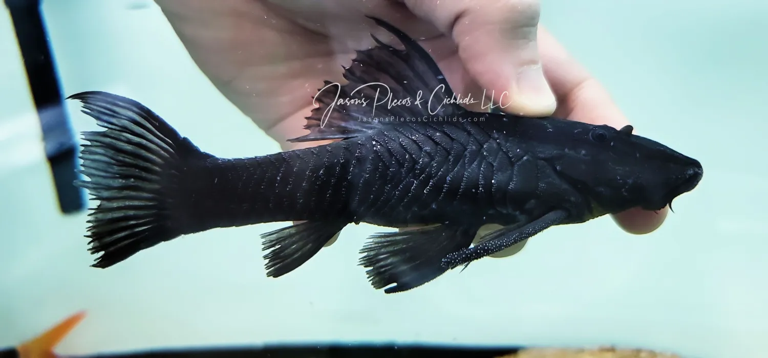 Vieja De Agua - (Rhinelepis aspera)