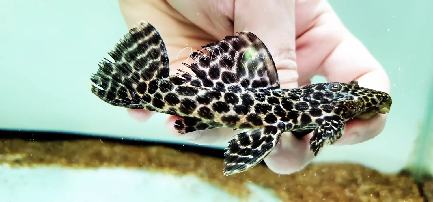 L113 Dragon Hi Fin Pleco - (Megalancistrus parananus)