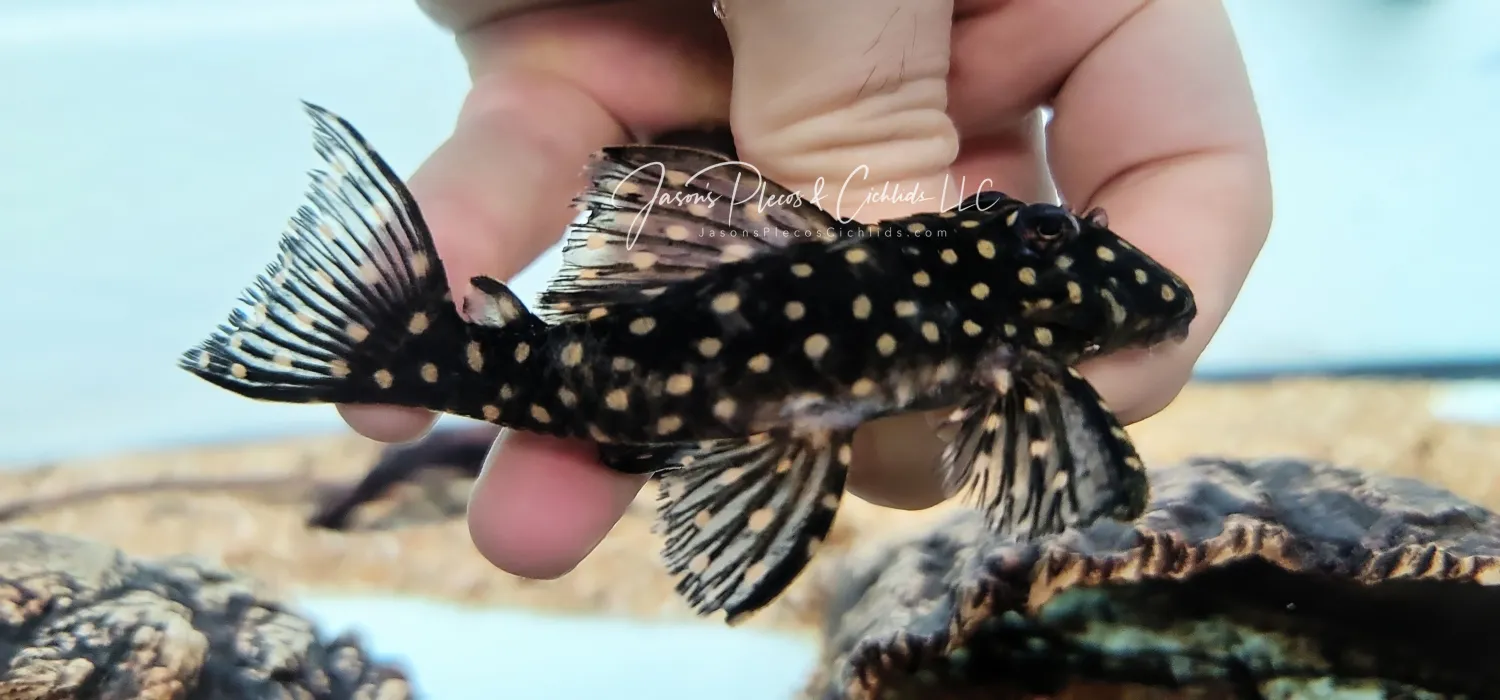 L471 Mini-Snowball Pleco (Hypancistrus sp.)