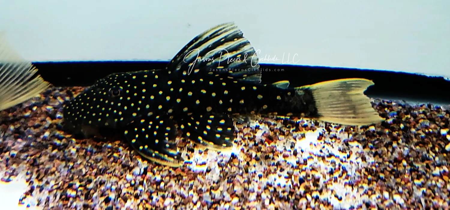 Luteus Pleco/Golden Sailfin Pleco - (Hypostomus Luteus) Phase II Argentina