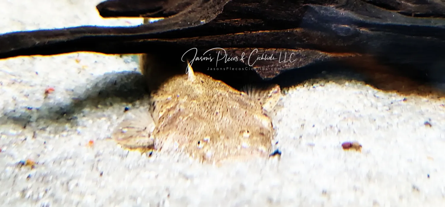 Pac-man Catfish - (Lophiosilurus alexandri)