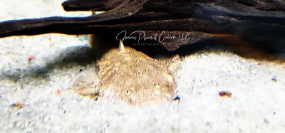 Pac-man Catfish - (Lophiosilurus alexandri)