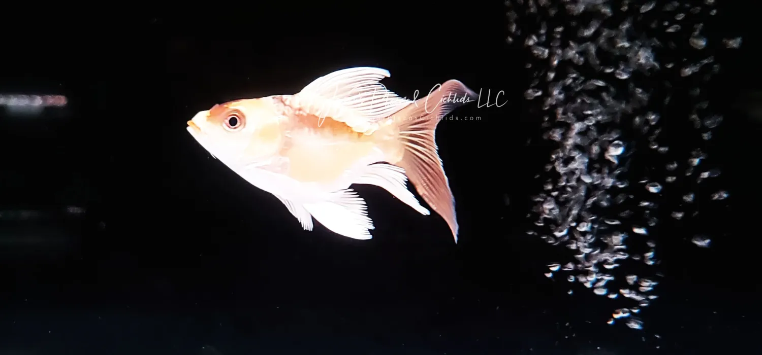 Short Body Koi