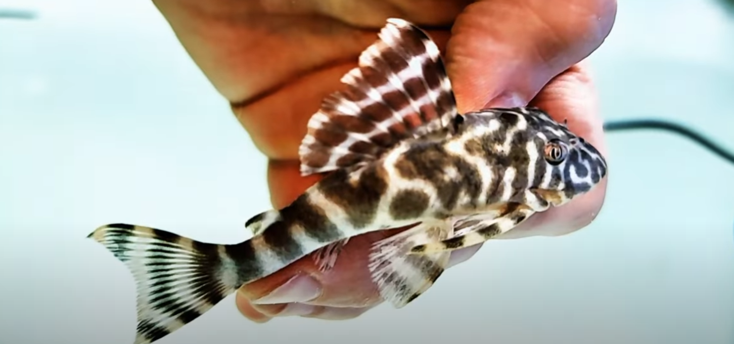 L015 Candy Striped Pleco - (Peckoltia vittata)