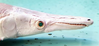 Gar