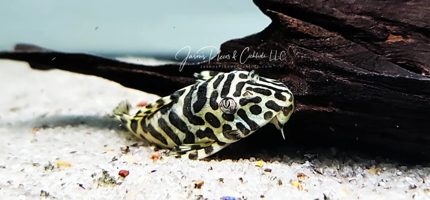 L134 Leopard Frog Pleco - (Peckoltia compta)