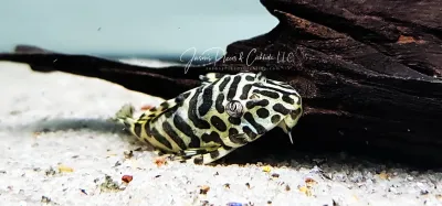 L134 Leopard Frog Pleco - (Peckoltia compta)