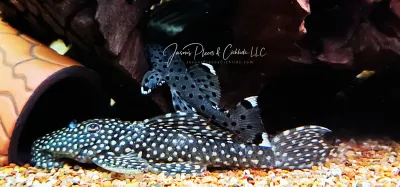L264 Sultan Pleco - (Leporacanthicus joselimai)