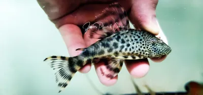 L205 Andes Tiger Pleco - (Peckoltia sp.)