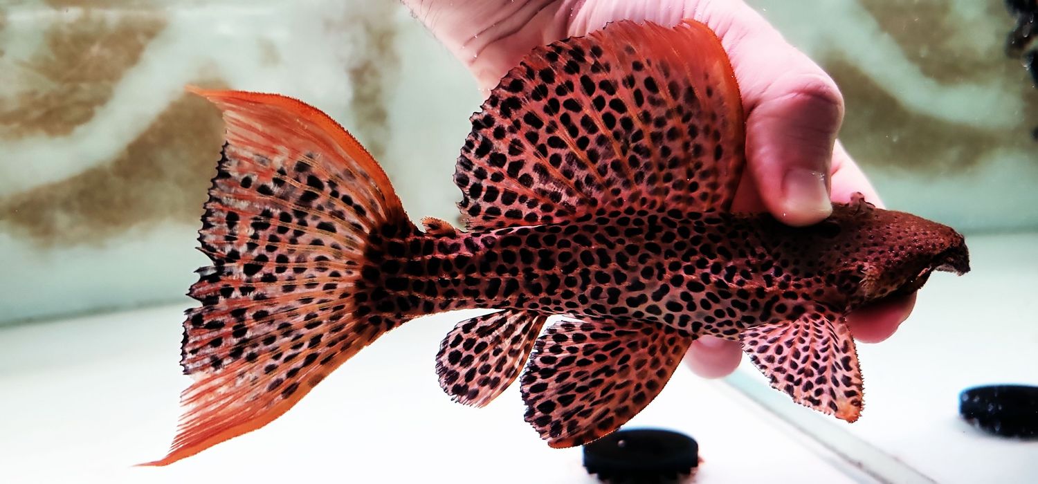 L114 Leopard Cactus Pleco - (Pseudacanthicus cf. leopardus)