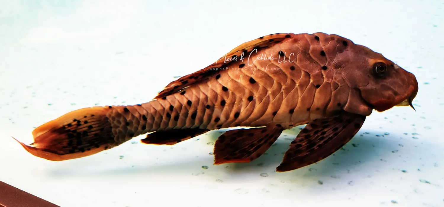 L095 Orange Cheek Pinecone Pleco - (Pseudorinelepis sp.)