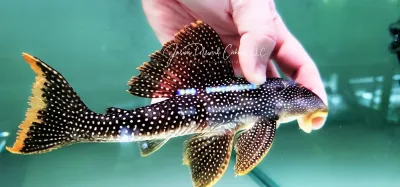 L014 Sunshine Pleco/Goldie Pleco - (Scobinancistrus aureatus)