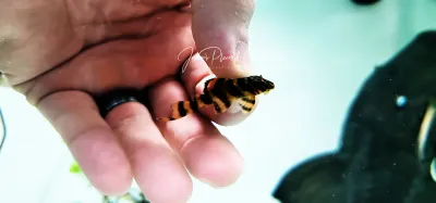L306 Bloodred Tiger Pleco - (Panaqolus claustellifer)