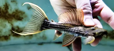 L024 Red Fin Cactus Pleco - (Pseudacanthicus pitanga)