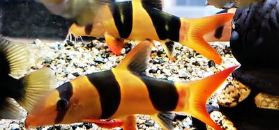 Clown Loach - (Chromobotia macracanthus)