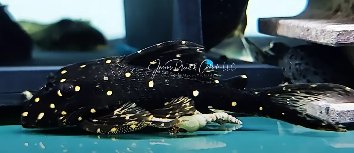 LDA031 Mustard Spot Pleco - (Panaqolus albomaculatus)