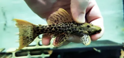 L273 Titanicus Pleco - (Pseudacanthicus sp.)