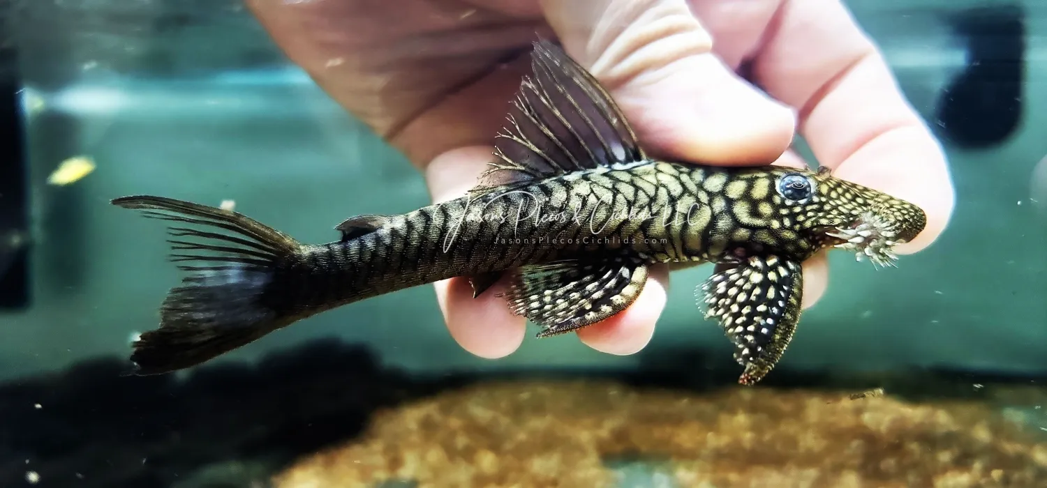 L322 Mosaic Halffin Pleco - (Lasiancistrus saetiger)