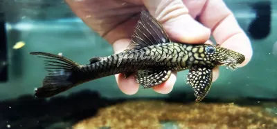 L322 Mosaic Halffin Pleco - (Lasiancistrus saetiger)