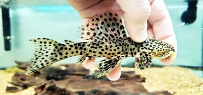 Golden Vampire Pleco - (Leporacanthicus heterodon)